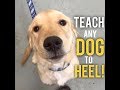 How to easily teach any dog to heel on leash - Dog Training with America's Canine Educator How to easily teach any dog to heel on leash - Dog Training with America's Canine Educator