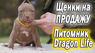 ЩЕНКИ ПИТБУЛЯ НА ПРОДАЖУ !!! Питомник Питбулей Dragon Life. Питбуль купить.