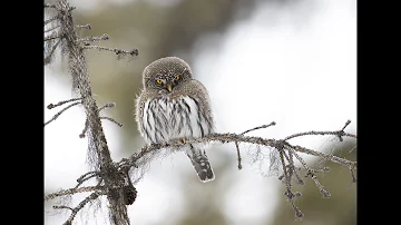 Northern Pygmy Owl Hooting