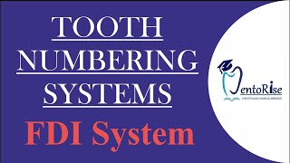 Tooth Numbering System | FDI System | LINK IN DESCRIPTION |Tooth Notation System #shorts