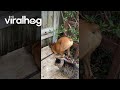 When Your Dog Is Emotionally Invested in the Neighbors' Drama || ViralHog