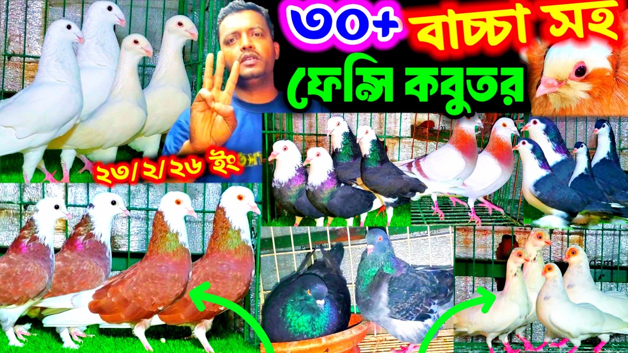 ৩০+ বাচ্চা সহ পাইকারি দামে কিনুন ফেন্সি কবুতর | ১০০% ডিম বাচ্চা সহ বুম্বাই রাজগোল্লা ও লাহরী কবুতর |