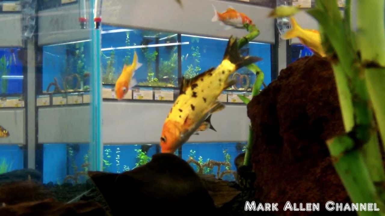 petsmart dead fish