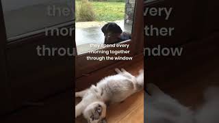 My Ragdoll kitten’s morning routine with Willow the Labrador #ragdolls #shorts #kitten #labrador