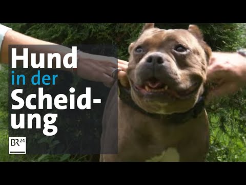 Video: Wenn sich ein Paar trennt, wer bekommt den Hund?