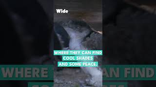 Seabirds you don't expect on the beach | WIDE