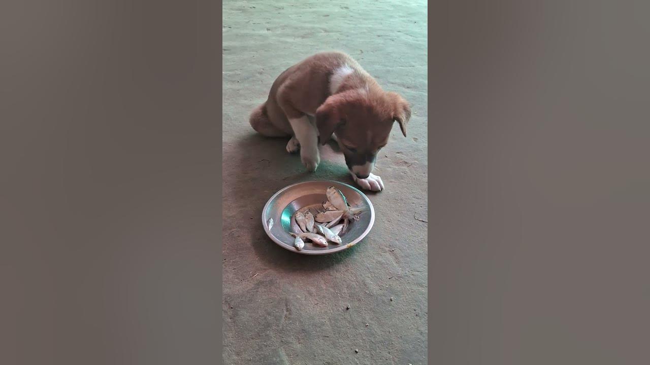 Jack Is Eating Raw Fish 2 cutedogs doglover eatingrawfish jack-is-eating-raw-fish-2-cutedogs-doglover-eatingrawfish