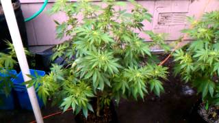 organic grower vs chem grower an spreads out the front line