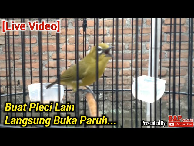 SUARA PLECI DAKUN BALI NGALAS class=