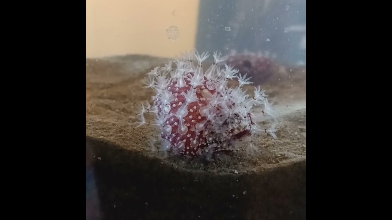 Sea Pansies from Sullivan's Island Beach near Charleston, SC