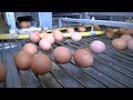 2 мільйона яєць та безвідходне виробництво: птахофабрика у Путивлі