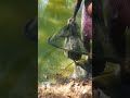 🪨சேத்ல pudicha மீன🐟  vera குளத்துல 🌊விடுவோம்❗️ | muddy fish #shortvideo