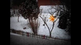 Bolonka Zwetna - Im Winter - Toben im Garten von der Wipse