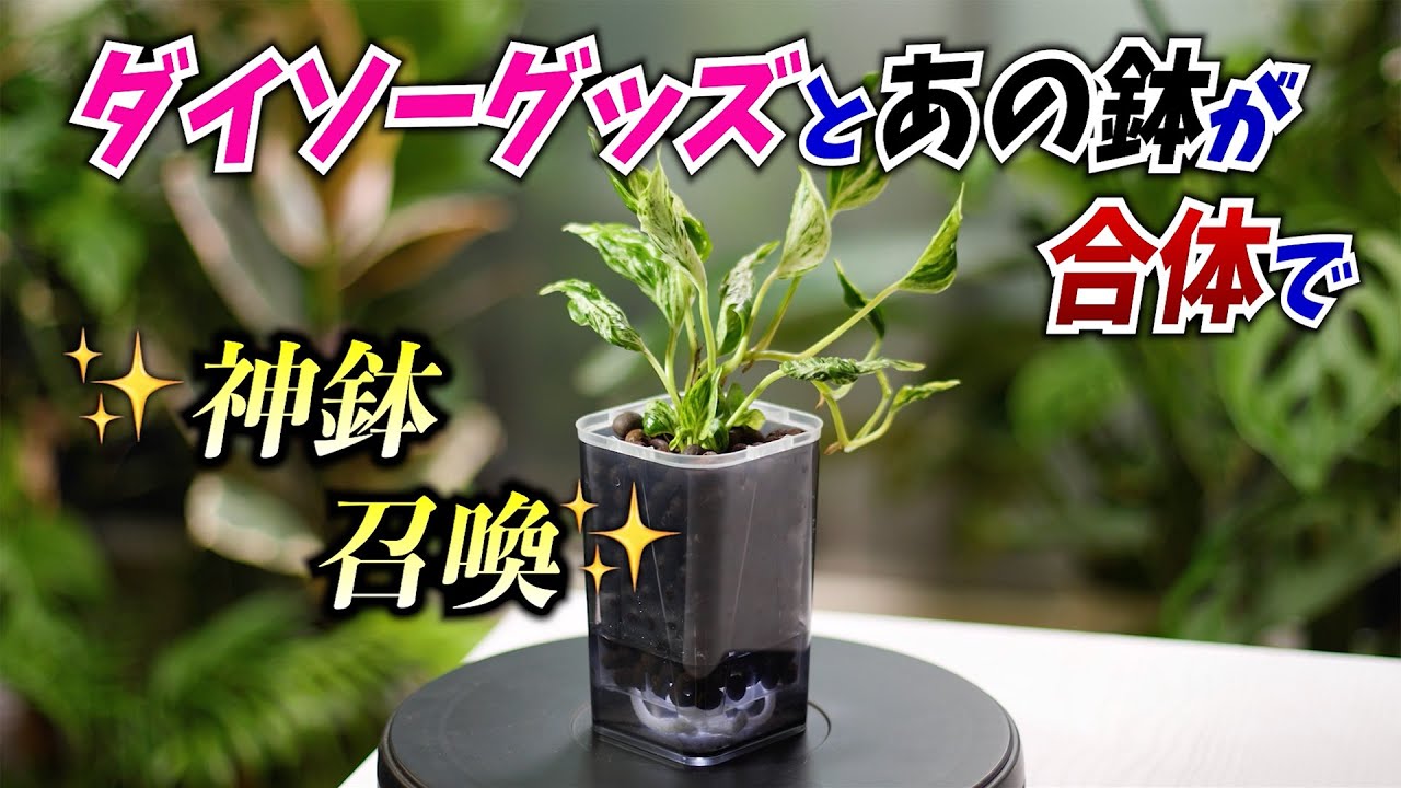 【ダイソー】グッズとあの鉢が合体で✨神鉢✨召喚！