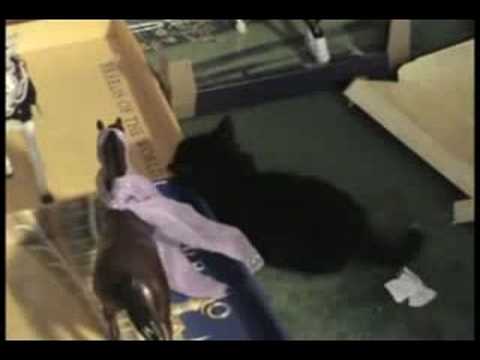 Breyer Horses - Invasion of the Kittens - YouTube