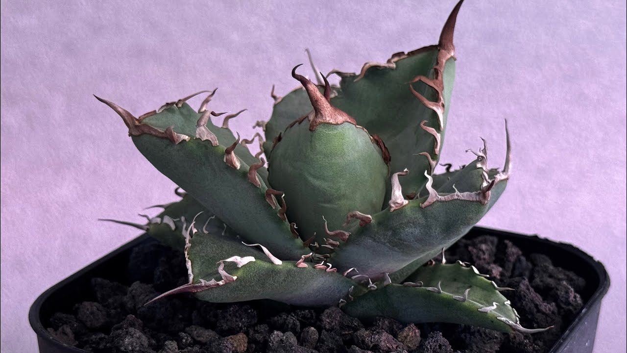 アガベ・チタノタ 黒犀牛（芽）-041｜agave titanota black rhino