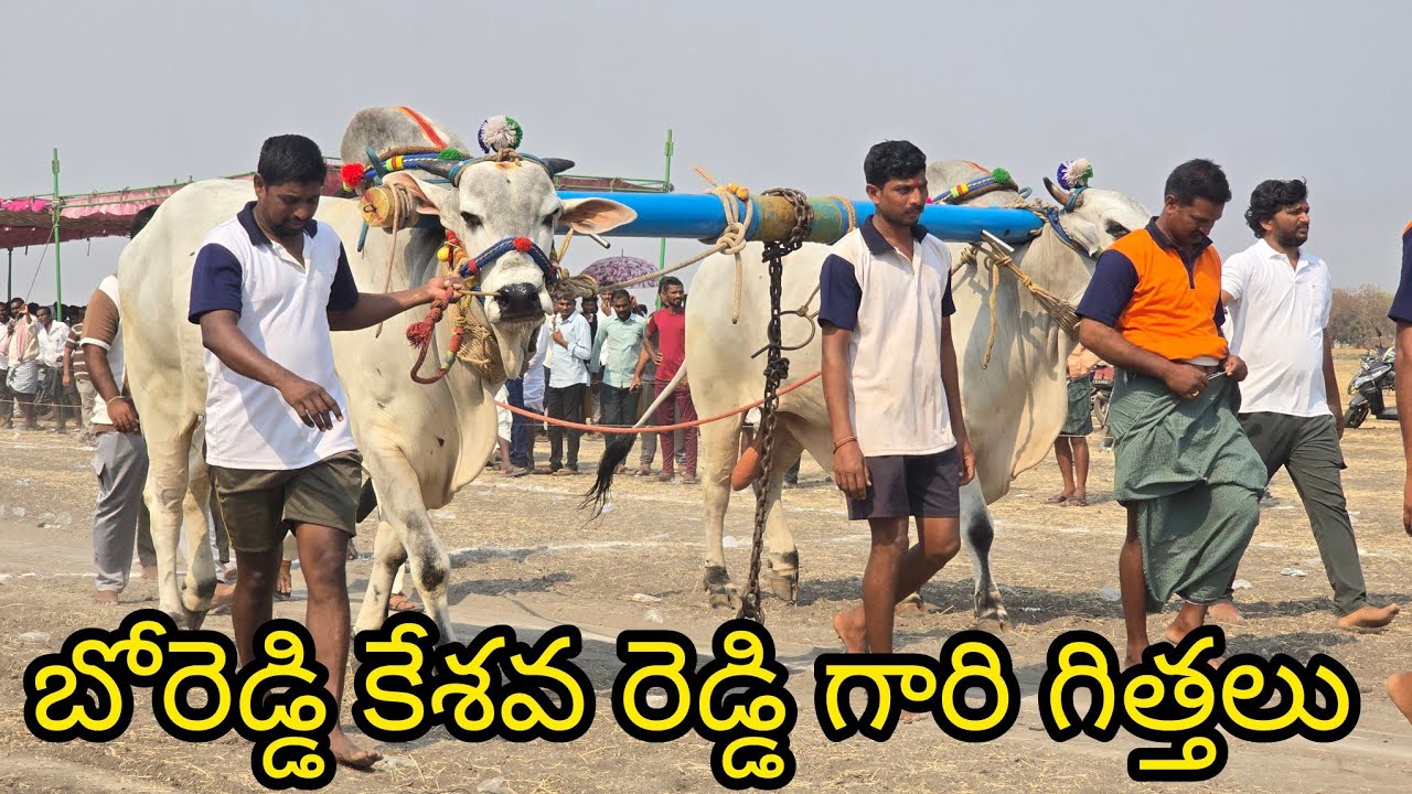 పెద్ద పసుపుల సీనియర్స్ 13 జత.బోరెడ్డి కేశవరెడ్డి,పెద్దకొట్టాల, నంద్యాల జిల్లా