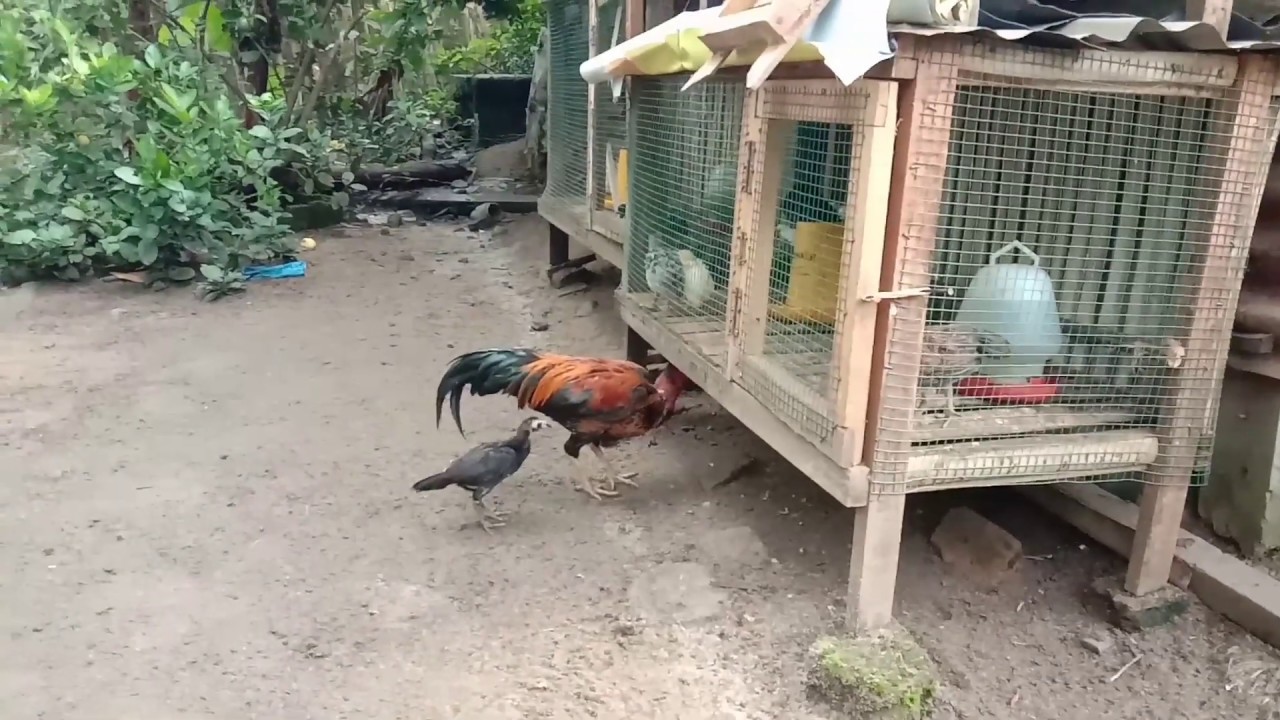 Ternak ayam kampung hasilkan omset tambahan 