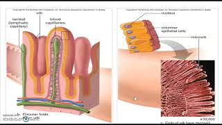 Chapter 3 Digestive System