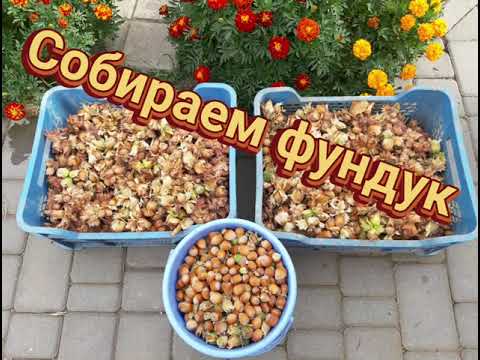 Video: Твиттердеги фондук сүрөттү кантип өзгөртүү керек