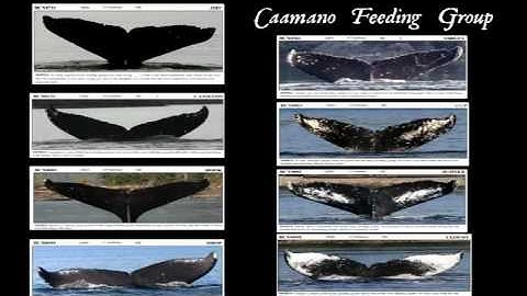 Whales in Fjords: Two Case Studies, Part 3