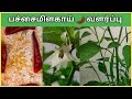     pachaimilagai chedi valarpathu eppadi how to grow green chilli