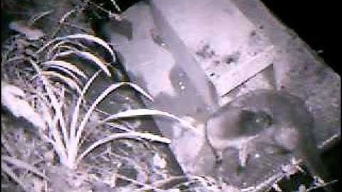 Otter on Mink Raft - River Cam Gloucestershire