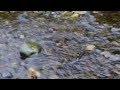 Pink salmon swimming upstream at low tide to spawn in Alaska