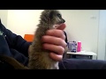 Playing with baby Meerkat :D