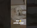 #daisy 🌼 #puppy #pets #goldendoodle #funny  #puppy #cute