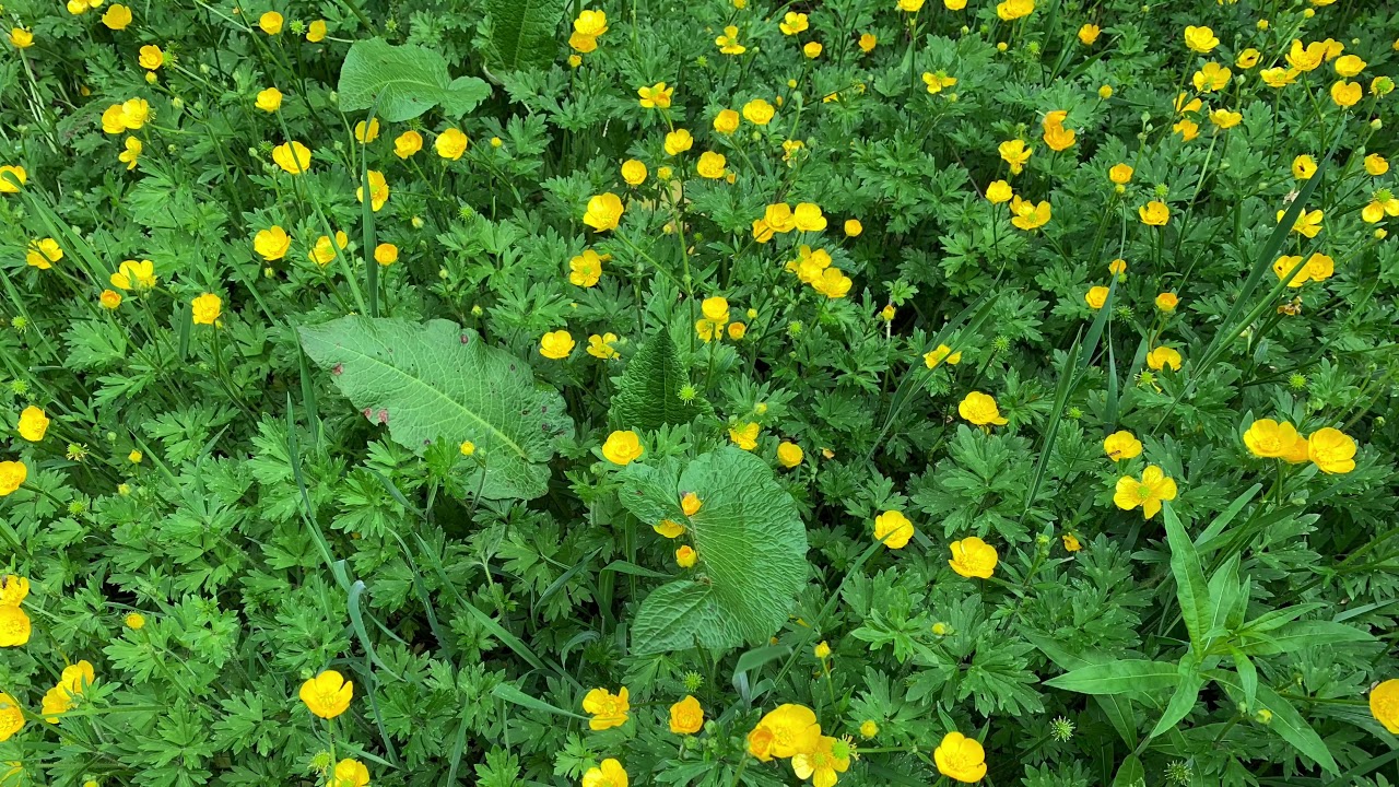 Caberston Forest Walk
