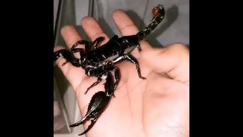 Handling Asian Forest Scorpion(FashaSandha)