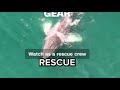 Entangled whale freed from fishing gear