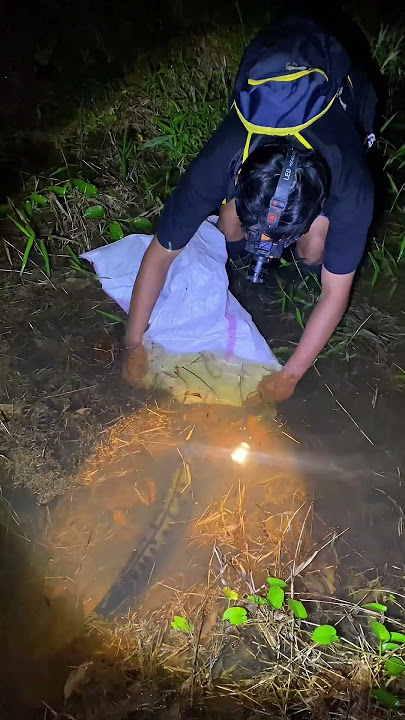 Moments of Catching Monster Toman Fish Using a Sack 😱 #shorts #toman #fishing