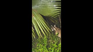 跨越數千公裡來到佛羅裡達沼澤看能遇到什麼樣的生物