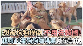 【咪妃來嚐鮮】想被狗狗撲倒不用去韓國!超嗨11隻狗狗咖啡廳就 ...
