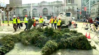 SF Recycles Christmas Trees Into Mulch and Greenery for Zoo Animals