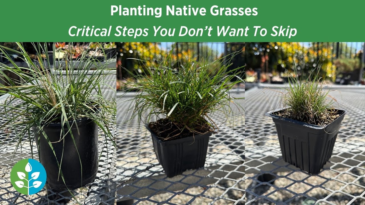 Planting Native Grasses | Essential Tips for Success in Your Garden ...