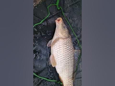 Jest i on Karpiszon !!! - YouTube