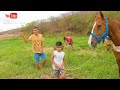 Vaqueiro Levy - Carlinhos - Batata e Ray, Tirando Capim para os Cavalos do Parque Guarani