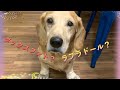 ミニチュアダックスフントとラブラドールレトリバーのミックス犬 | Adorable mix breed dog(Labrador retriever + Miniature Dachshund)