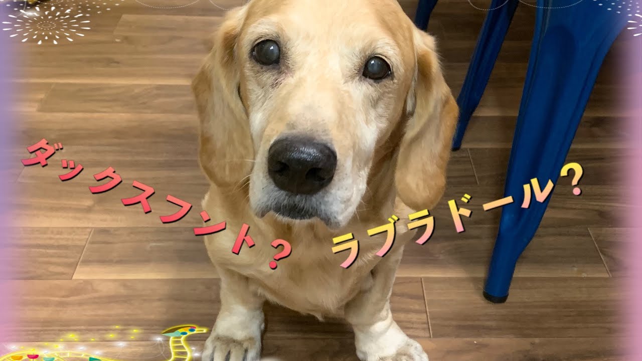 珍しい犬種 ミニチュアダックスフントとラブラドールレトリバーのミックス犬 うちのワンコ Youtube