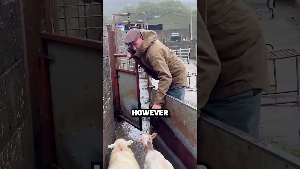 Smart Sheep Trick! 🐑🧠