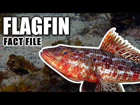 Flagfin facts: The Sergeant Baker (and More!) 🐟 Animal Fact Files