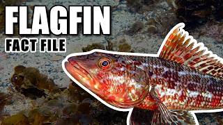 Flagfin Facts: the SERGEANT BAKER (and more!) 🐟 Animal Fact Files screenshot 4
