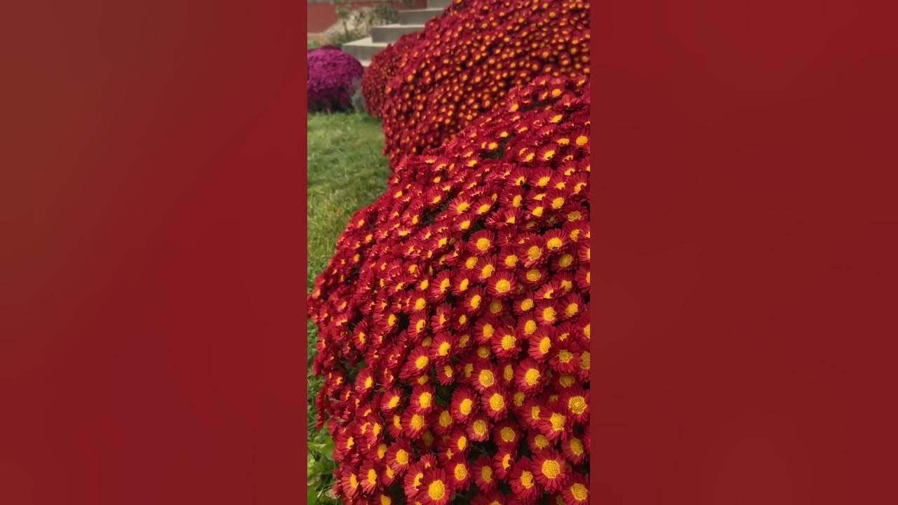Хризантеми - YouTube