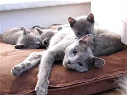 Video: Ruska Modra Mačka: Opis Pasme, Fotografije, Značilnosti Nege In Vzdrževanja, Vzreja Mačk, Izbira Mačk, Pregledi Lastnikov