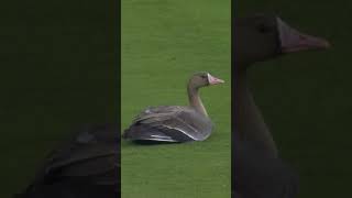 Goose on the field in the Postseason!!!