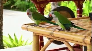 🎧🔥DJ GACORBIRD 🔥🎧 KOPLO REMIX 2025 💃🎶 KOPLO VIRAL 2025 🔥🔥