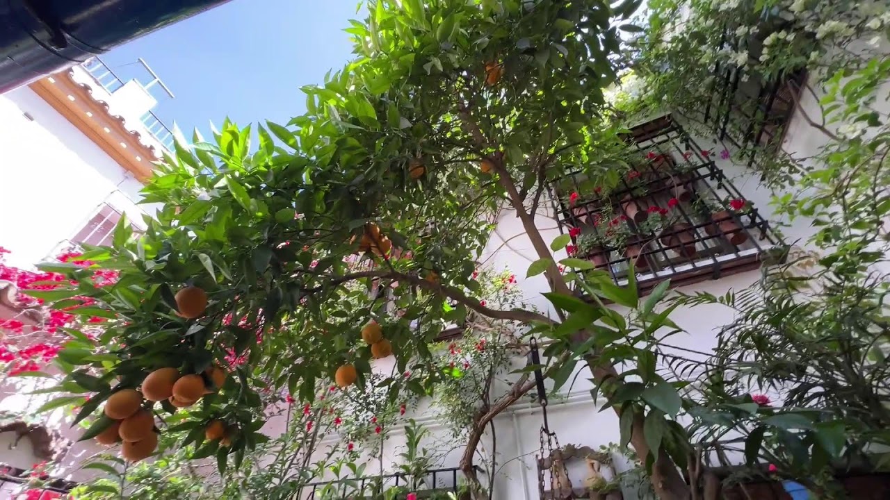 PATIOS DE CÓRDOBA 2024